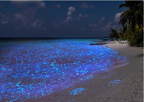 mare bioluminescnete atollo di Huvadhoo maldives maldive