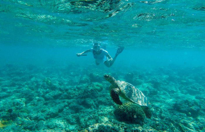 isola di Kuredu tartarughe snorkeling diving maldive