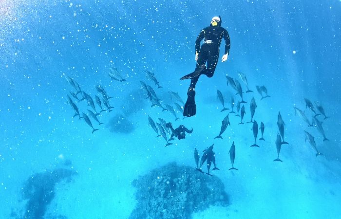 delfini dolphins maldives maldive