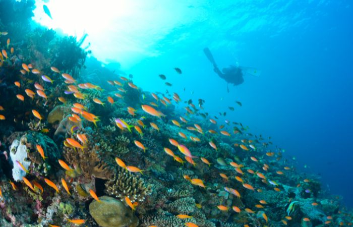 maldive maldives diving immersioni barriera corallina