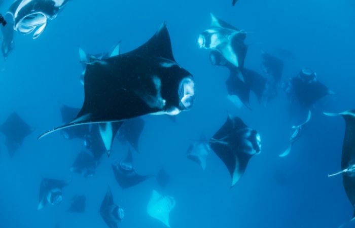 mante maldive atolli maldive 