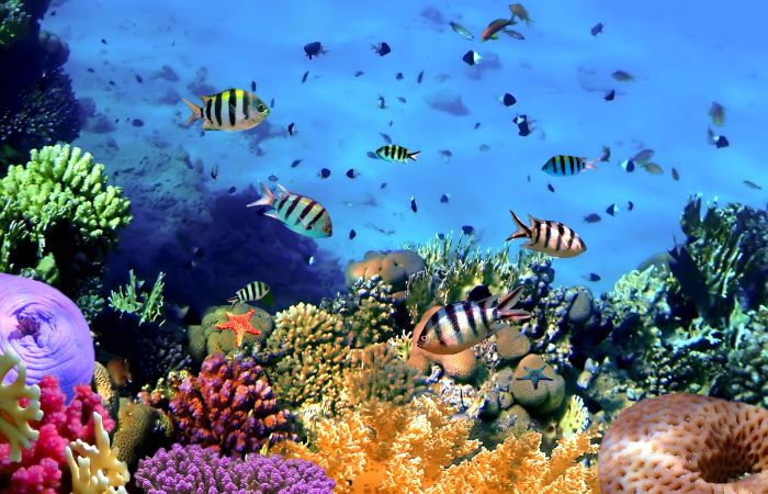 barriera corallina maldive coral reef