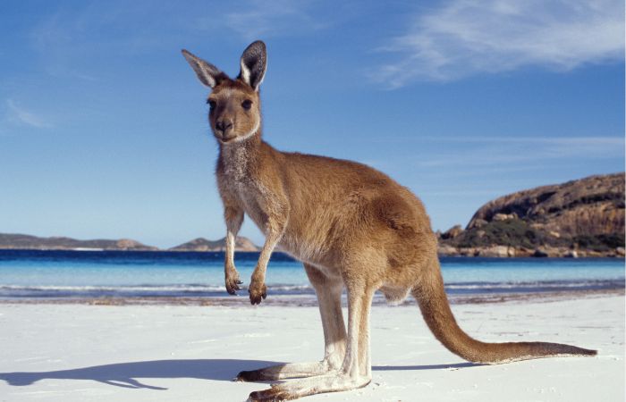kangaroo island australia viaggio in australia