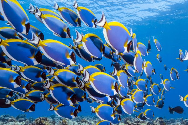 l'atollo di Ari è uno dei più famosi dell'arcipelago delle Maldive