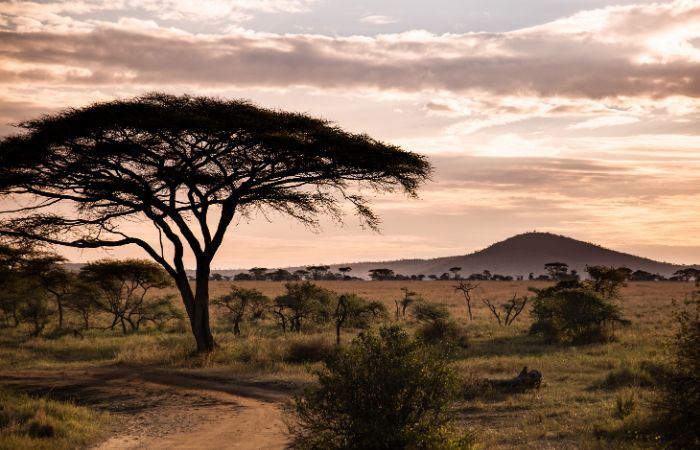 Serengeti Tanzania