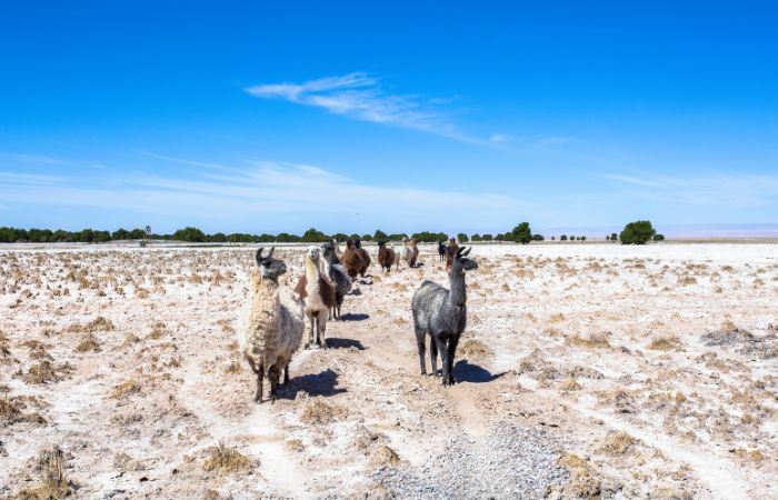 Atacama desert