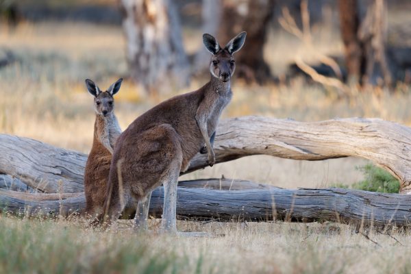 Kangaroo Island.
