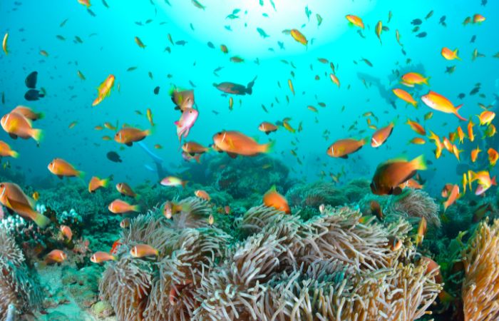 barriera corallina maldive
