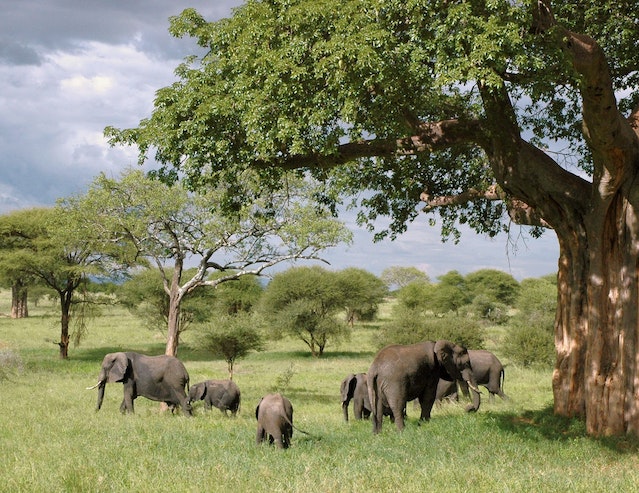 Safari in Africa