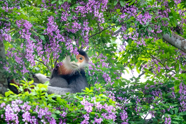 Monkey Forest