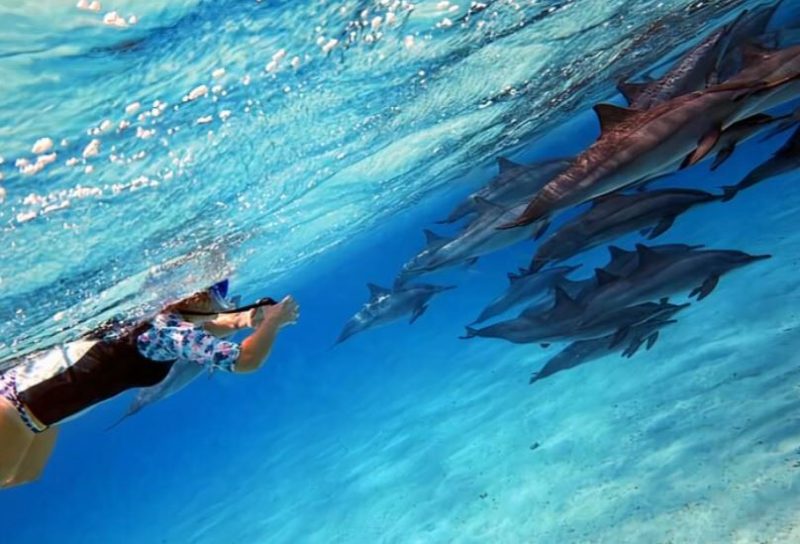 snorkeling con i delfini a Marsa Alam