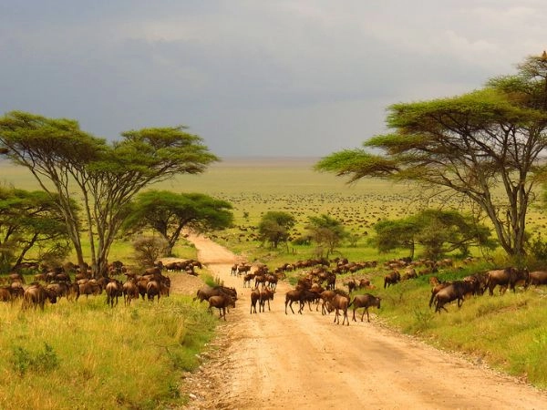 Esplorare il Serengeti tra savana e fauna selvatica africana