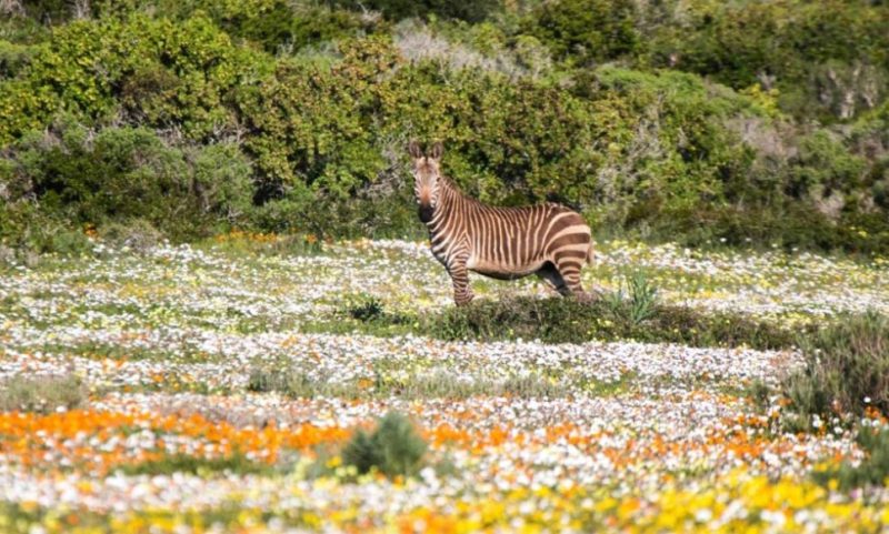 cape town cape floral