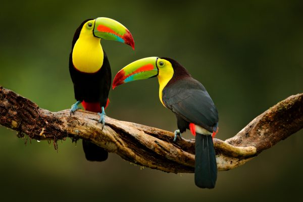 viaggio di nozze in Costa Rica alla scoperta della natura
