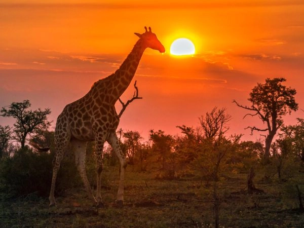 il Kruger National Park è uno dei parchi più grandi dell'Africa