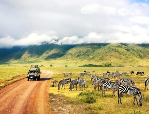 Il periodo migliore per un safari in Africa, all’avventura nella natura più selvaggia del pianeta