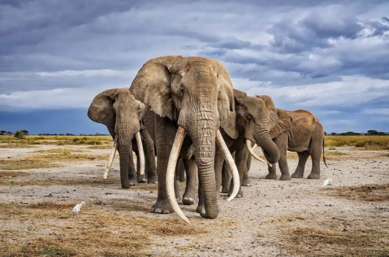 safari in africa