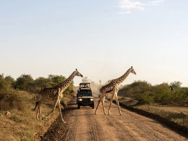 scegliere come destinazioni il safari in Africa