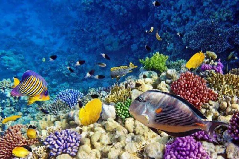 Abu Dabab Reef