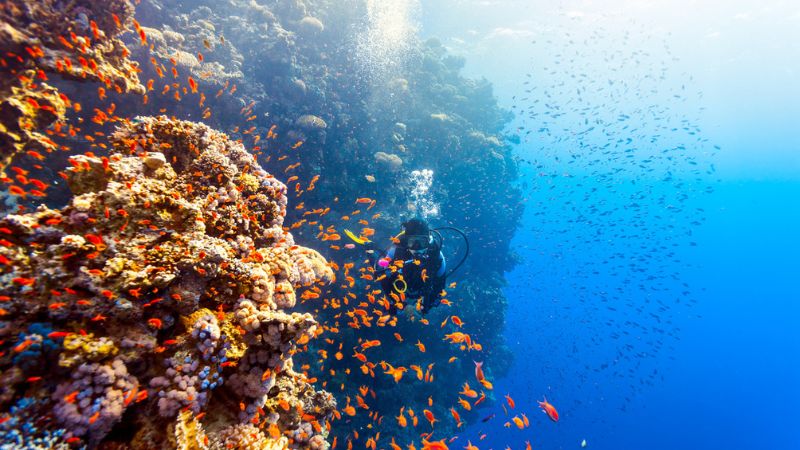 Esplorando il Paradiso Sottomarino di Marsa Alam nel Mar Rosso