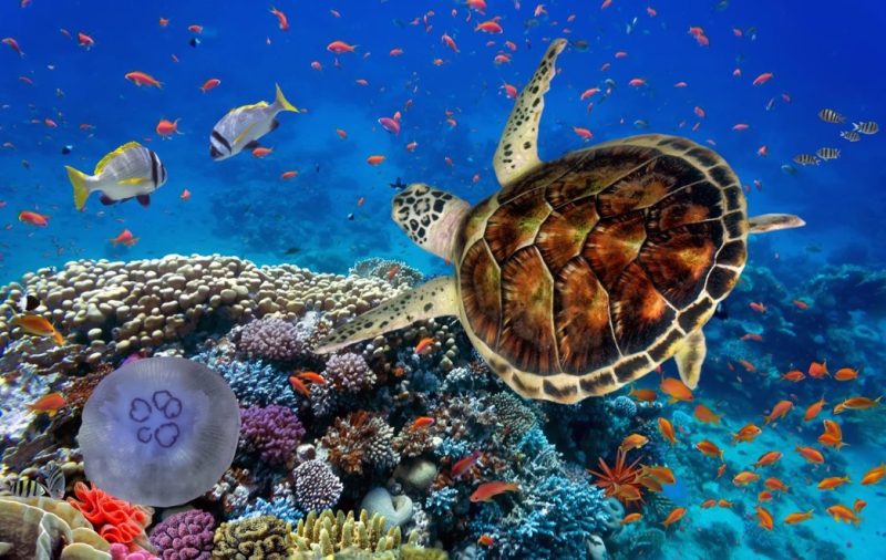Immersioni Marsa Alam Mar Rosso Inverno