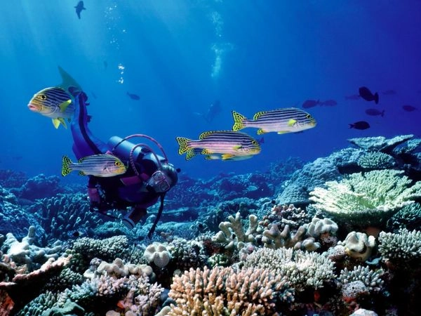 Le Maldive hanno un ecosistema unico e fragile