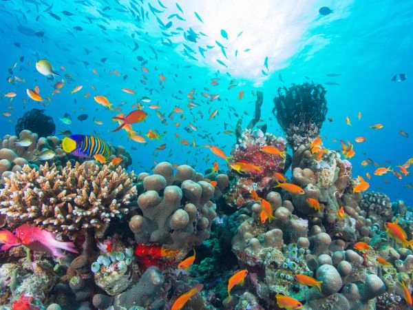Le Maldive offrono alcuni dei migliori siti di snorkeling