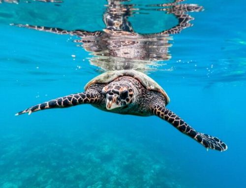 Maldive sostenibili: come viaggiare rispettando la natura