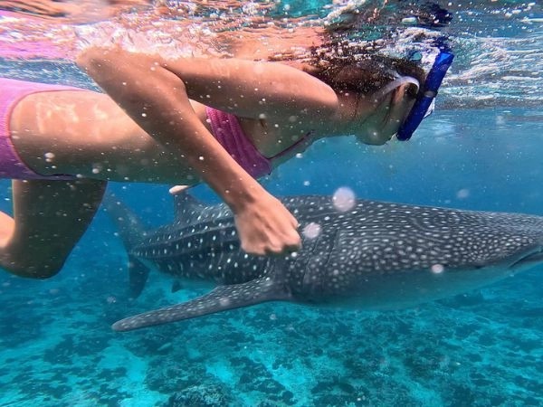 Nuotare con gli Squali Balena
