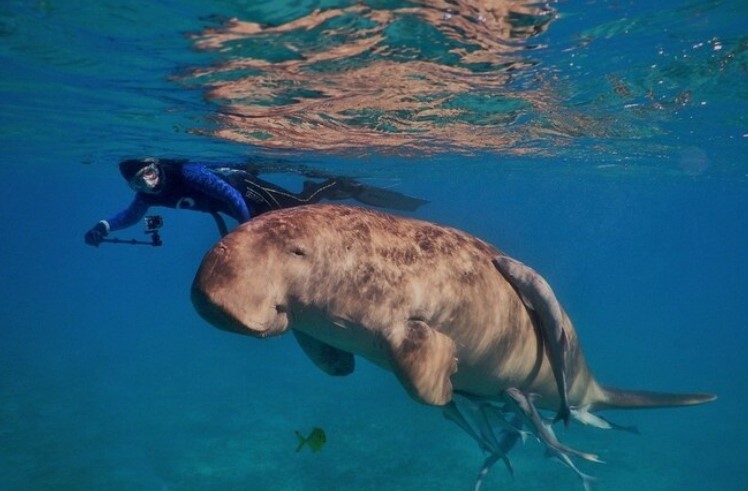 Nuotare con i Dugonghi a Marsa Alam