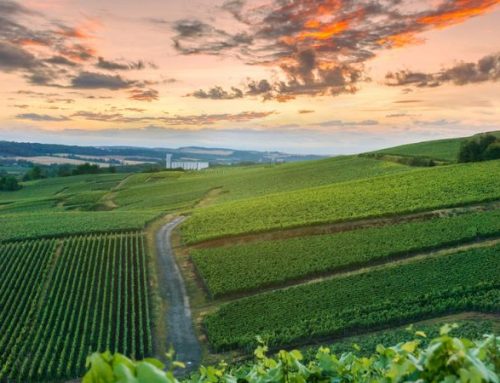 Luna di miele in Champagne: vigne, château e Champagne millesimato