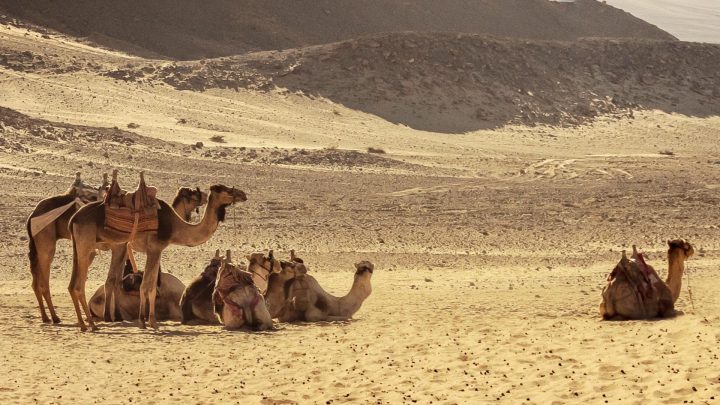 marsa alam deserto