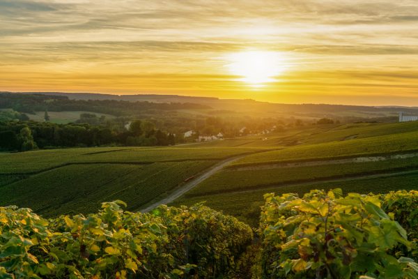 Montagne de Reims