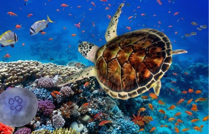 Immersioni Marsa Alam Mar Rosso Inverno