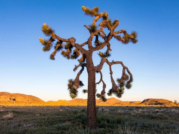 Ammirare l’albero di Joshua nel deserto della California