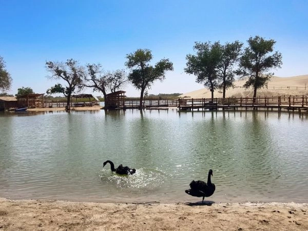 Percorrere la pista ciclabile di 86 km ad Al Qudra nel deserto di Dubai