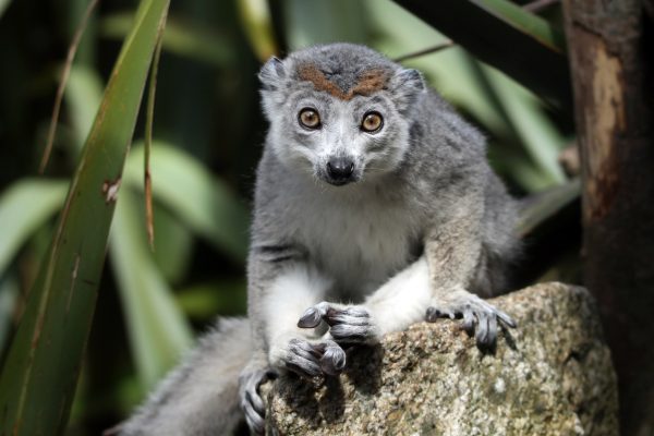 Newquay Zoo