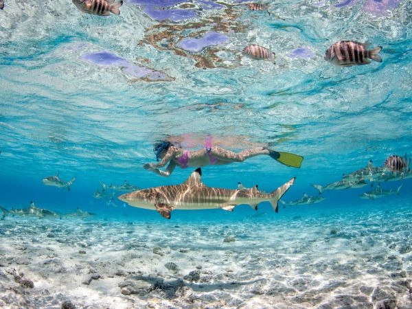 Le acque che circondano Bora Bora sono piene di vita sottomarina