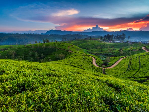 Ceylon Tea Trails