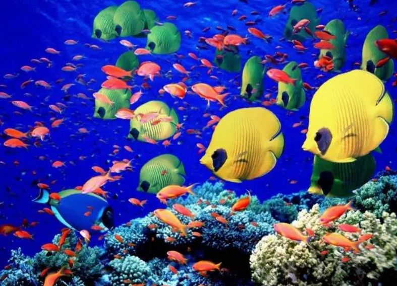 Fondali Marini del Mar Rosso vacanze sostenibili