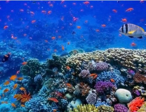 Mar Rosso: alla ricerca di vacanze sostenibili
