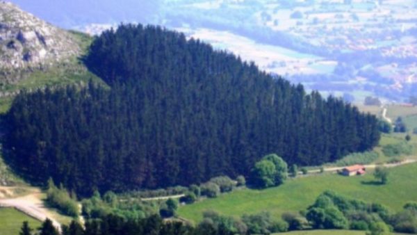 Foresta di conifere in Cantabria, Spagna