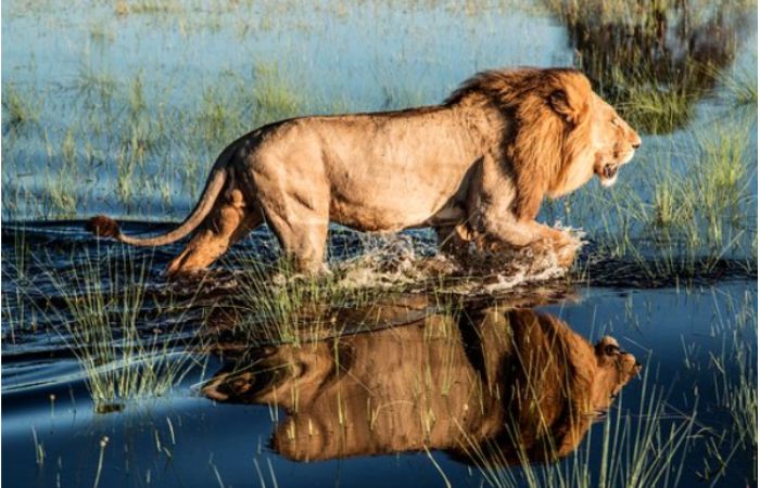 leoni Okavango Delta 