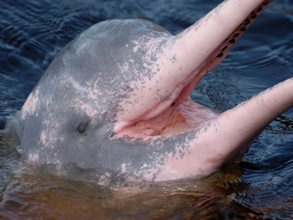 incontrare l'inia, noto anche come delfino rosa del Rio delle Amazzoni