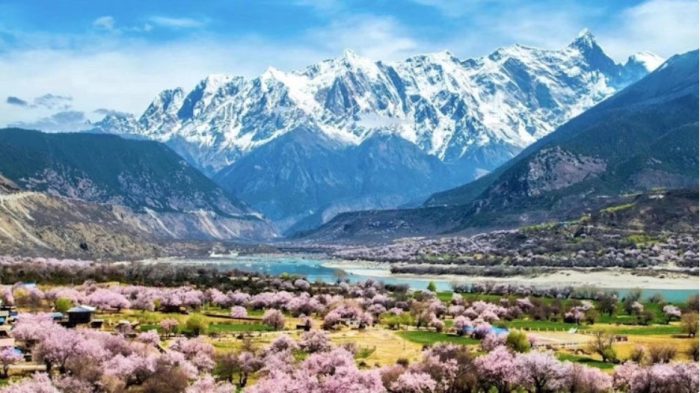 peach-flowers-tibet