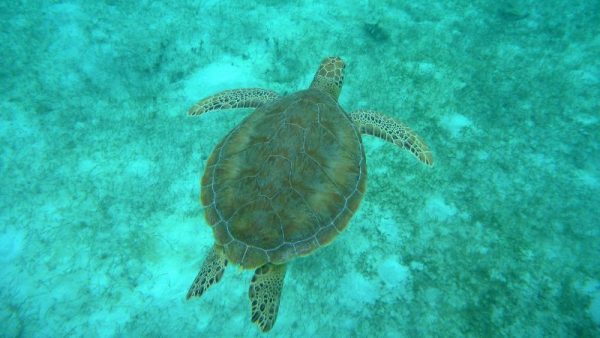 snorkeling nel mare dei caraibi a saint vincente e grenadine