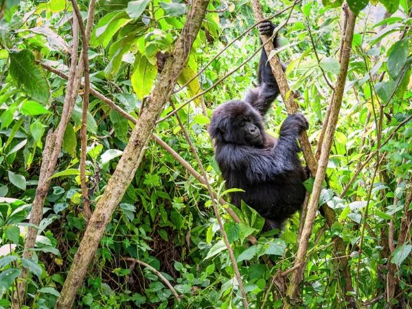 Osservare il gorilla di montagna nel suo habitat naturale tra le foreste dei Virunga
