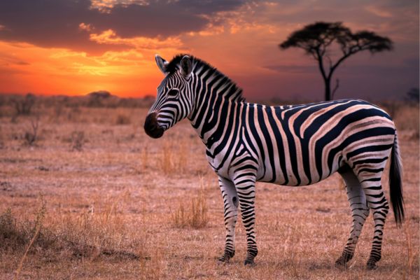 Serengeti