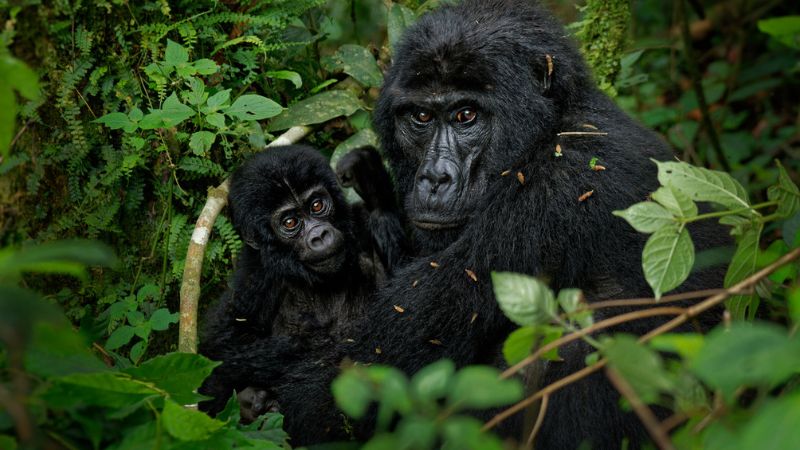 Viaggio a Ruanda