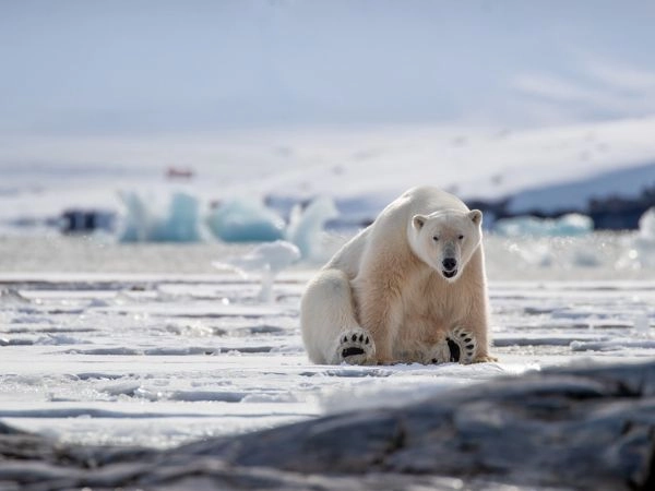 Avvistare gli orsi polari alle Svalbard nel loro habitat artico naturale